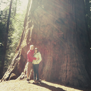 Sequoia