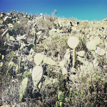 Cacti / Cactuses / Cactus